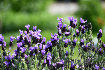 Obraz premium フレンチラベンダー French lavender 