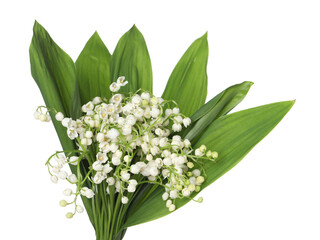 Bouquet of beautiful lily-of-the-valley isolated on white