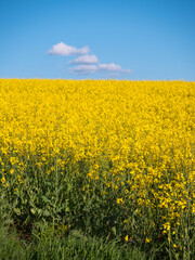 Obraz premium Blooming yellow rapeseed field under a clear blue sky. Grown mainly for producing canola oil and biofuels, the scene evokes calm and harmony with nature.