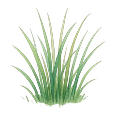 Fototapeta premium PNG Elegant watercolor grass illustration.