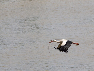 A Stork flies with a twig in its beak as it builds a nest.