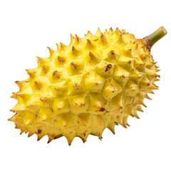 Harvesting durian fruit tropical farm food photography natural setting close-up view exotic flavors