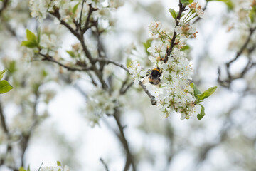 Bumblebee on plum tree flowers, pollination