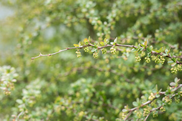 A barberry branch with unopened flower buds