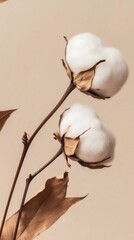 Close-up of two cotton flower, coffee colored leaves and branches in a simple background