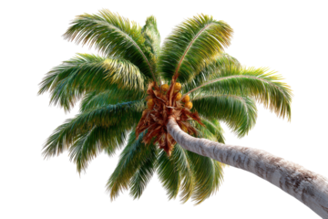 Coconut Palm Tree: A majestic coconut palm tree, laden with coconuts, leans gracefully, its lush green fronds swaying gently in the tropical breeze.
