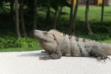 Big green iguana in Tulum, Mexico
