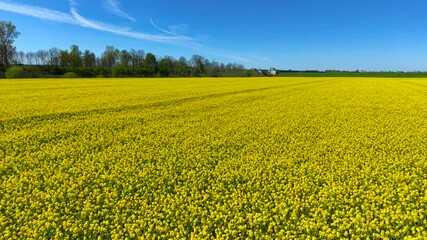 Canola field blooming vividly under blue sky on sunny day. Yellow rapeseed stretching endlessly across farmland in spring. Flowering oilseed glowing in sunlight with horizon lined by trees