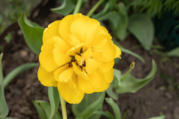 Yellow terry tulip, Yellow Pomponette