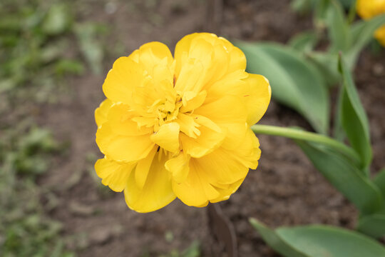 Yellow terry tulip, Yellow Pomponette