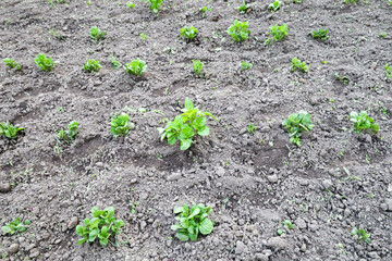 Rows of young potato bushes sprout through the loose grey soil. The green leaves of the plants contrast with the dark ground in the field.