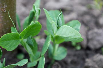 In the foreground, young pea shoots are visible. The green leaves of the plants reach for the light against a background of dark soil.