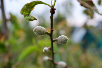 Small, fuzzy fruits, likely young almonds just beginning to grow, are visible on a thin tree...