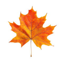 Vibrant Autumn Maple Leaf Isolated Black Background