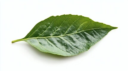 Obraz premium Fresh green leaves, a plant element of nature, against a clean white background