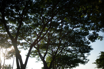 Sunlight filtering piercing through the foliage a canopy of leaves , glowing with backlit backlight in the forest silhouette shadow 