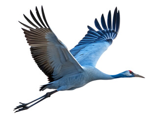Fototapeta premium Magnificent blue crane in flight against isolated on white background showing graceful wing span
