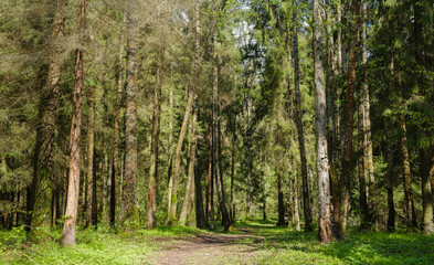 Obraz premium path among the trees in the forest