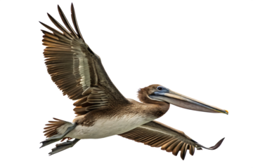 Majestic brown pelican soaring gracefully with wings spread against a deep isolated on white background
