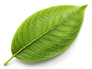 Obraz premium Close up view of a vibrant green leaf with detailed venation