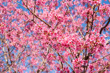 cherry blossom in spring