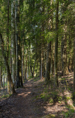Fototapeta premium path among the trees in the forest