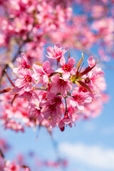 pink cherry blossom in spring