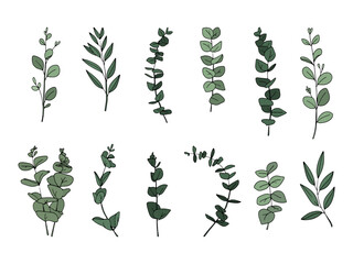 Set of green of eucalyptus leaves and branches. Collection of eucalyptus branches. Different shapes of leaves. Vector illustration