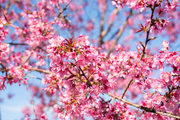 pink cherry blossom in spring