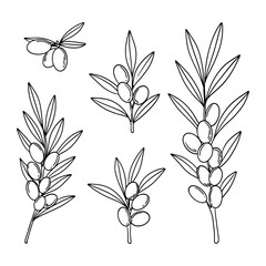 Set of sea buckthorn berries isolated on white background.