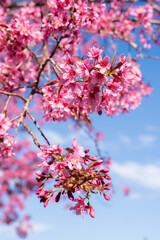 pink cherry blossoms