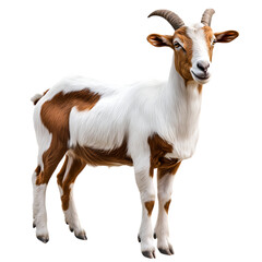 Fototapeta premium A goat with white and brown fur stands isolated on a transparent background looking at the viewer