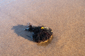 Amber stones on sea coast. Amber gems search on Baltic sea shore, fossilized tree resin crystals on sand