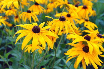 Rudbeckia fulgida, coneflowers or black eyed Susan in the garden, meadow or lawn. Decorative yellow flower macro, close up, nature background, floral wallpaper