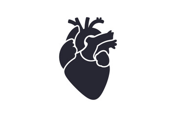 Anatomical heart illustration medical cardiology