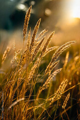 Morning light streaming through tall grass, low perspective, warm sunbeams, sparkling dew drops, calm mood outdoors	
