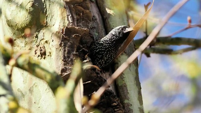 &Eacute;tourneau sansonnet (Sturnus vulgaris) sortant de son nid dans un tronc d&rsquo;arbre avec une brindille dans le bec