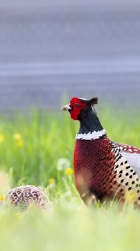 Couple de faisans de Colchide (Phasianus colchicus) marchant dans l&rsquo;herbe en milieu naturel