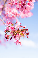 pink cherry blossom