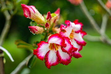 Desert Rose (Adenium obesum) In The Backyard