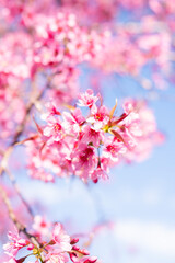 pink cherry blossom