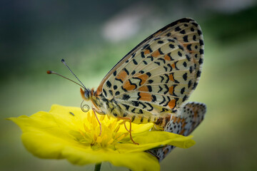 Obraz premium Detailed butterfly macro on plant