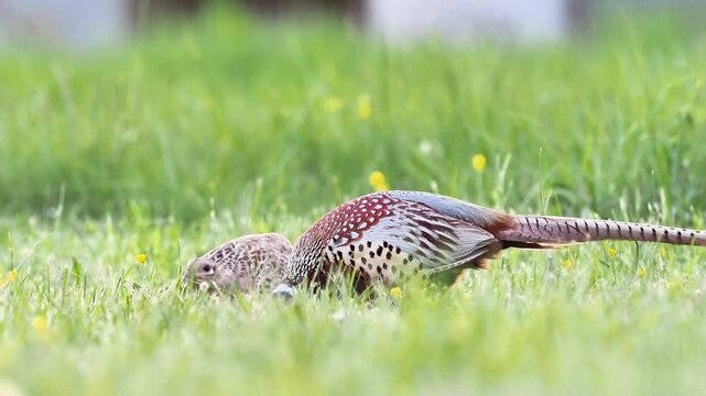 Couple de faisans de Colchide (Phasianus colchicus) marchant dans l&rsquo;herbe en milieu naturel