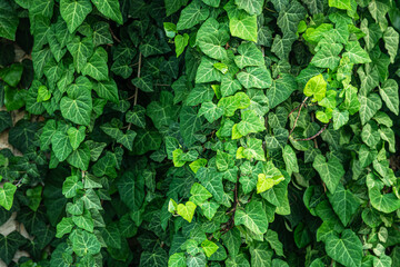 floral background of ivy hedge in the garden close up shallow depth of field