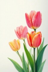 Obraz premium Delicate watercolor tulips in vibrant hues, soft background, floral illustration, tulips
