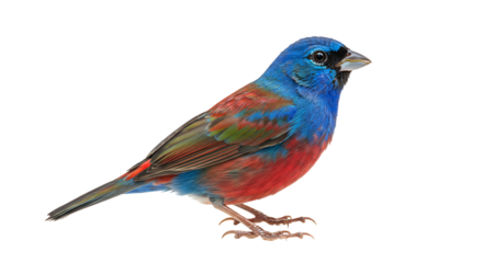 Vibrant and Colorful Male Painted Bunting Bird Perched on White Background