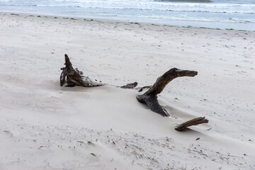 Tree trunk on the bright sandy beach