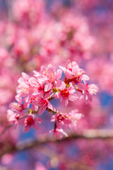 pink cherry blossom