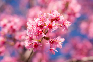 pink cherry blossoms