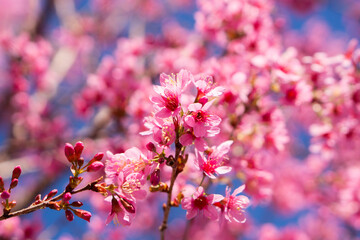 pink cherry blossom